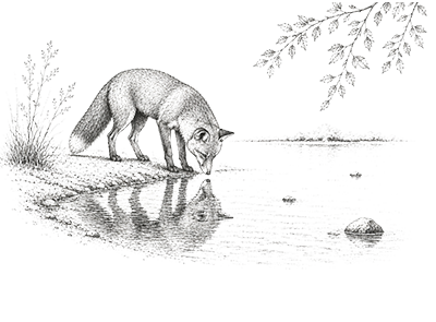 Fox river reflection illustration