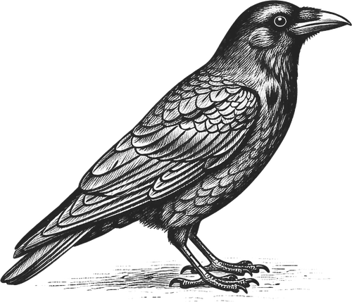 crow fable illustration