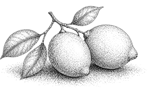 lemons fable illustration