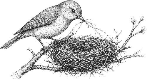 bird fable illustration