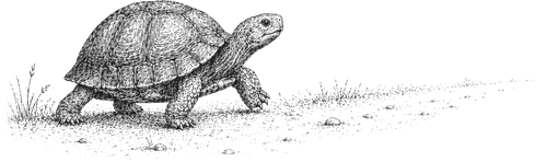 turtle fable illustration